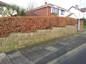 1 Copper Purple Beech 3-4ft Tall Hedging Tree, Stunning all Year Colour 90-120cm 3FATPIGS