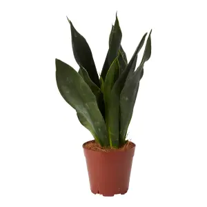 Verve Snake plant in Terracotta Plastic Grow pot 14cm