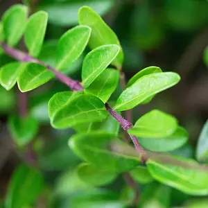 Hedges Direct Lonicera nitida 30cm Height Evergreen Hedge Plant