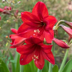 Amaryllis 'Red Velvet' Indoor Growing Kit - Perfect Christmas Gifts for Gardeners