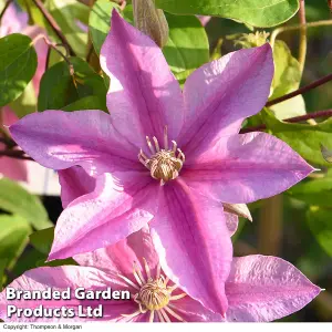 Clematis Sally 3 Litre Potted Plant x 1