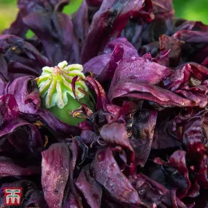 Poppy Black Peony 1 Seed Packet (500 seeds)