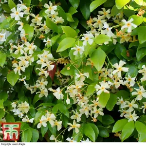 Star Jasmine - Trachelospermum Jasmine Tuscani - 9cm Potted Plants x 2 - Fragrant Climber - Low Maintenance - Evergreen