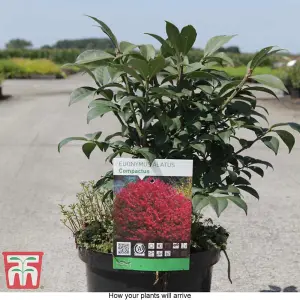 Euonymus Alatus Compactus 3.6 Litre Potted Plant 25-30cm x 2