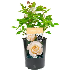 Thank You Cream Rose - Outdoor Plant, Ideal for Gardens, Compact Size