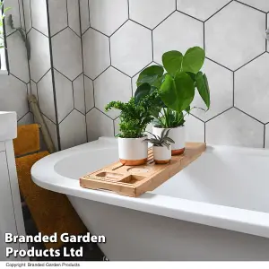 Houseplant Bathroom Collection - 3 Plants