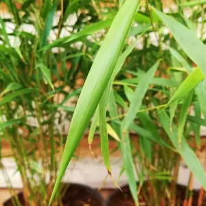 Fargesia Asian Wonder - Hardy Outdoor Plant, Umbrella Non-Running Bamboo (20-40cm Height Including Pot)