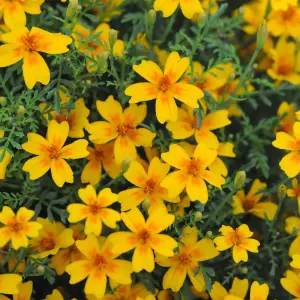 Tagetes Golden Gem 1 Seed Packet