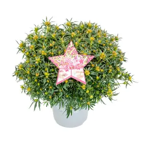 Azalea Starstyle in a 19cm Pot