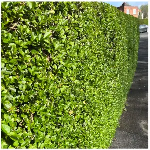 1 Green Privet Plant 3-4ft Tall, Evergreen Hedging, Grow a Quick, Dense Hedge 3FATPIGS