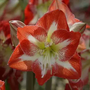 Amaryllis Minerva 1 Bulb (Size 22/24)