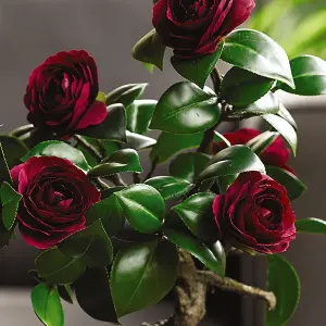 Bloom Artificial Ruby Camellia Bonsai Tree in Planter - Faux Fake Flower Houseplant, Indoor Home Decoration - H37 x W20cm