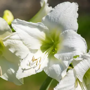 Amaryllis 'Snow Queen' Indoor Growing Kit