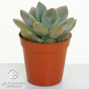 Echeveria Mix - Select Collection of 5 Succulents, Perfect for Small Spaces & Beginners, Easy-Care (5-10cm)