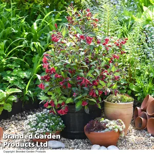 Weigela Camouflage 9cm Potted Plant x 2