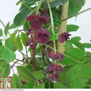 Akebia Quinata 3 Litre Potted Plant x 1