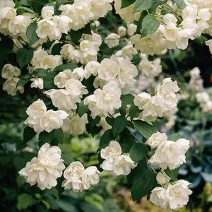 Philadelphus Virginal Plant in 9cm Pot - Double Bloom Mock Orange