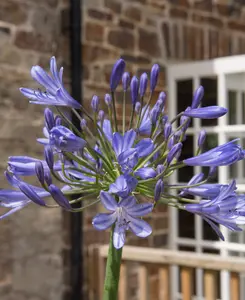 Agapanthus Tornado - Stripy Petalled African Lily supplied in a 9cm pot