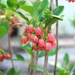 Enkianthus Red Bells Garden Shrub - Bell-Shaped Red Blooms, Green Foliage, Compact Size, Hardy (15-30cm Height Including Pot)