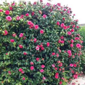 Camellia japonica Principessa Baciocchi in 3L Pot - Evergreen Shrub