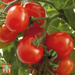 Tomato Gartenperle 1 Seed Packet (20 Seeds)