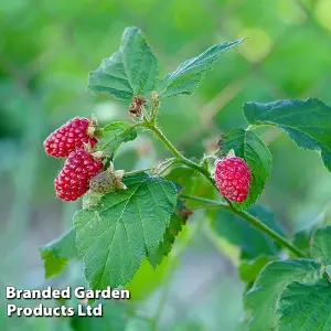 Fruit Tayberry (Rubus) 9cm Potted Plant x 3