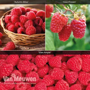 Raspberry (Rubus idaeus) Full Season Collection 9 Canes