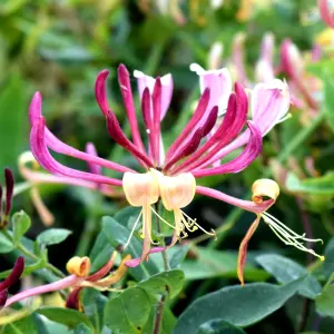 Honeysuckle Belgecia - Scented Lonicera in 9cm Pot - Evergreen Climbing Plant