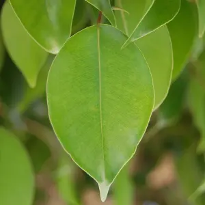 Ficus Light Green with Kinky Stem: Artistic Indoor Plant, Low Maintenance (20-30cm)