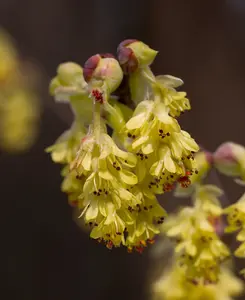 Corylopsis Spicata - Fragrant Winter Flowering Shrub 1x1.5l Pot