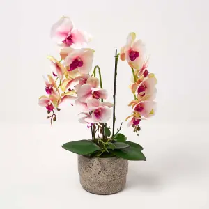 Homescapes Pink Orchid 64 cm Phalaenopsis in Cement Pot Extra Large, 3 Stems