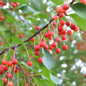 Lincolnshire Fruits  Malus Jelly King Potted 7 Litre 1.5m Tree