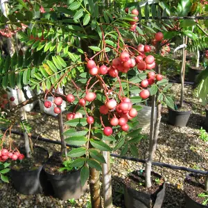 Sorbus Vilmorinii Tree - White Flowers, Array of Pink Berries, Vilmorins Rowan, Hardy (5-6ft)