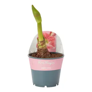 Verve Amaryllis in Assorted Plastic Grow pot 14cm