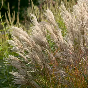 Miscanthus Ferner Osten Elephant Grass - Three Established Plants in 9cm Pots