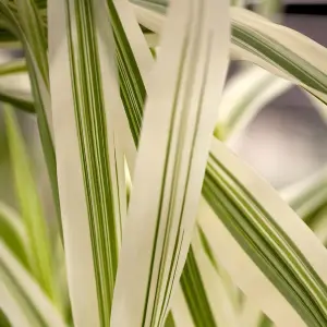 Arundo Ely - Compact Ornamental Grass, Low Maintenance (20-30cm Height Including Pot)