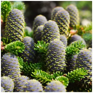 10 Korean Fir Trees / Abies Koreana, 15-20cm Tall, Very Popular Ornamental Plant 3FATPIGS