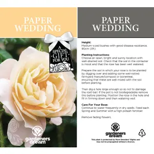 Paper Wedding 1st Anniversary White Rose - Outdoor Plant, Ideal for Gardens, Compact Size