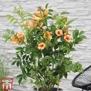 Summer Flowering Campsis Climbing Duo - 2 Litre Potted Plant x 2