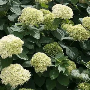 Hydrangea Lime Rickey 3 Litre Potted Plant x 2 - Ideal for lightly shaded borders