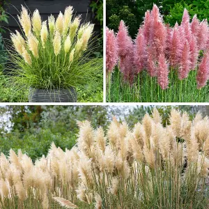 YouGarden Pampas Grass Collection, Set of Three Established Pampas Grass in 9cm Pots, Ready to Plant for Garden Displays, Pink and