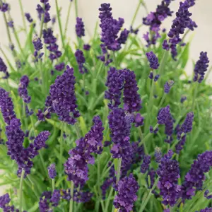 English Lavender 'Hidcote' Hedging (6 x 9cm pots)