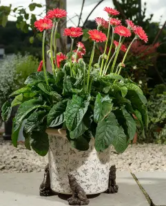 Howling Wolf Plant Pot Feet - Set of 3