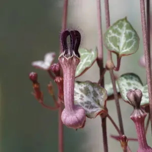 Ceropegia linearis woodii - String of Hearts in 12cm Pot - Trailing Indoor Plant