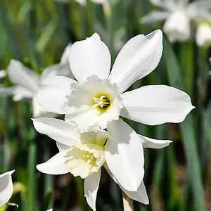 Thalia Daffodils Bulb Collection, Pack of 20, Early Spring Flowering Bulbs