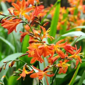 Carmin Brilliant Montbretia Perennials Flowering Plants Crocosmia 2L Pot