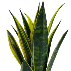 Sansevieria Golden Flame - Striking Indoor Air Purifier (12cm, 30-40cm)