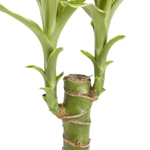 Verve Dragon tree in Plastic Grow pot 11cm