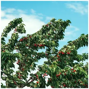 50 Bird Cherry Trees,Flowering &  Berries, 40-60cm Prunus Padus,Birds Love Them 3FATPIGS