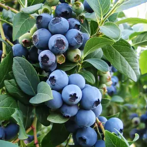 Vaccinium Bluejay Plant - Vibrant Berries, Compact Size, Hardy (10-30cm Height Including Pot)